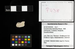 Foto (Objekt + Etiketten) von Goniodromites bidentatus (Reuss, 1858) 